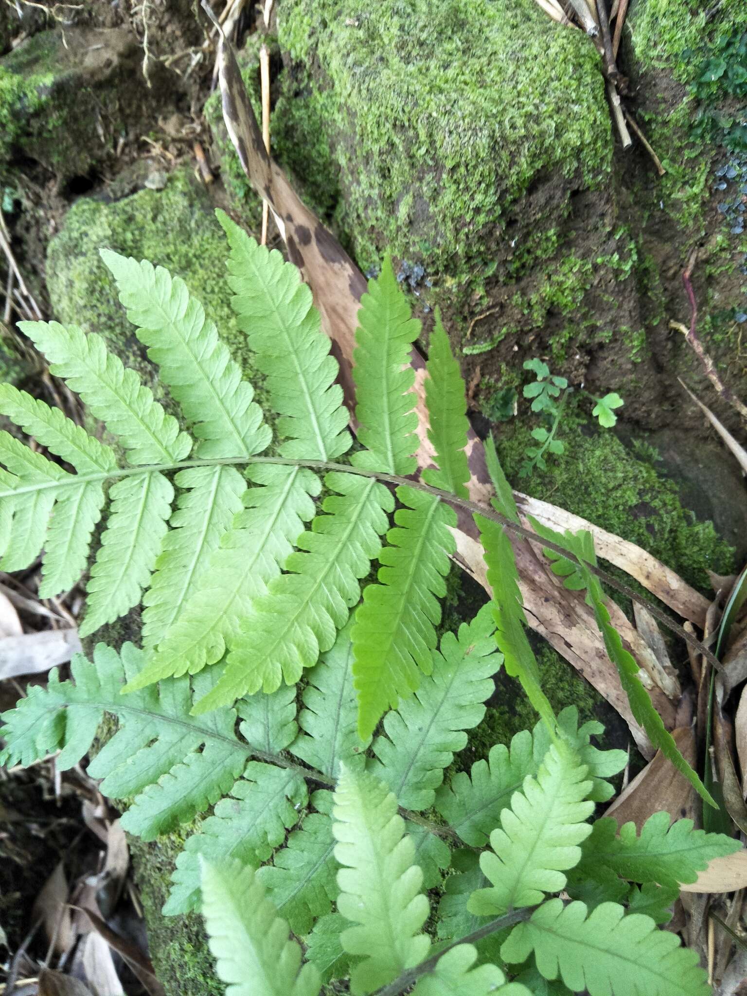 Image of Parasitic Waterfall Fern