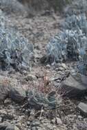 Image of Thelocactus hexaedrophorus subsp. hexaedrophorus