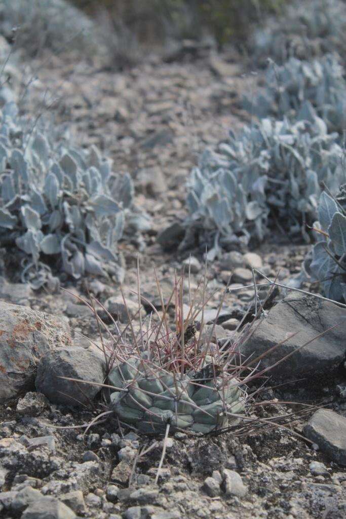 Image of Thelocactus hexaedrophorus subsp. hexaedrophorus