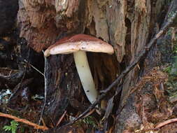 Image of Rhodocollybia oregonensis (A. H. Sm.) Lennox 1979