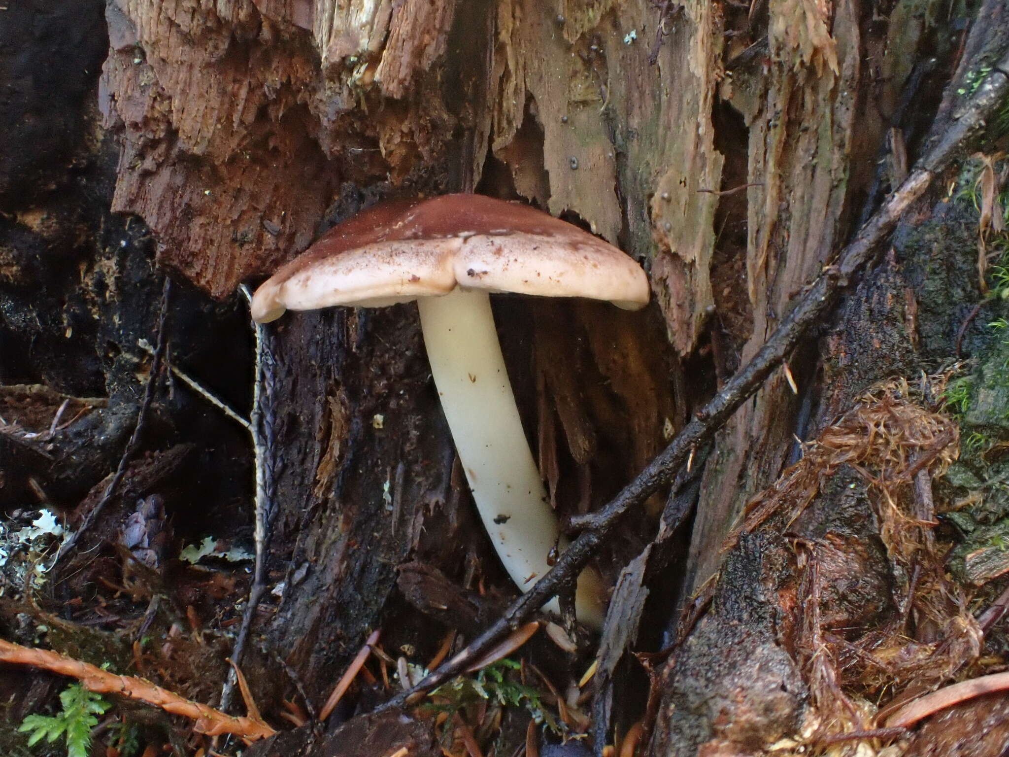 Image of Rhodocollybia oregonensis (A. H. Sm.) Lennox 1979