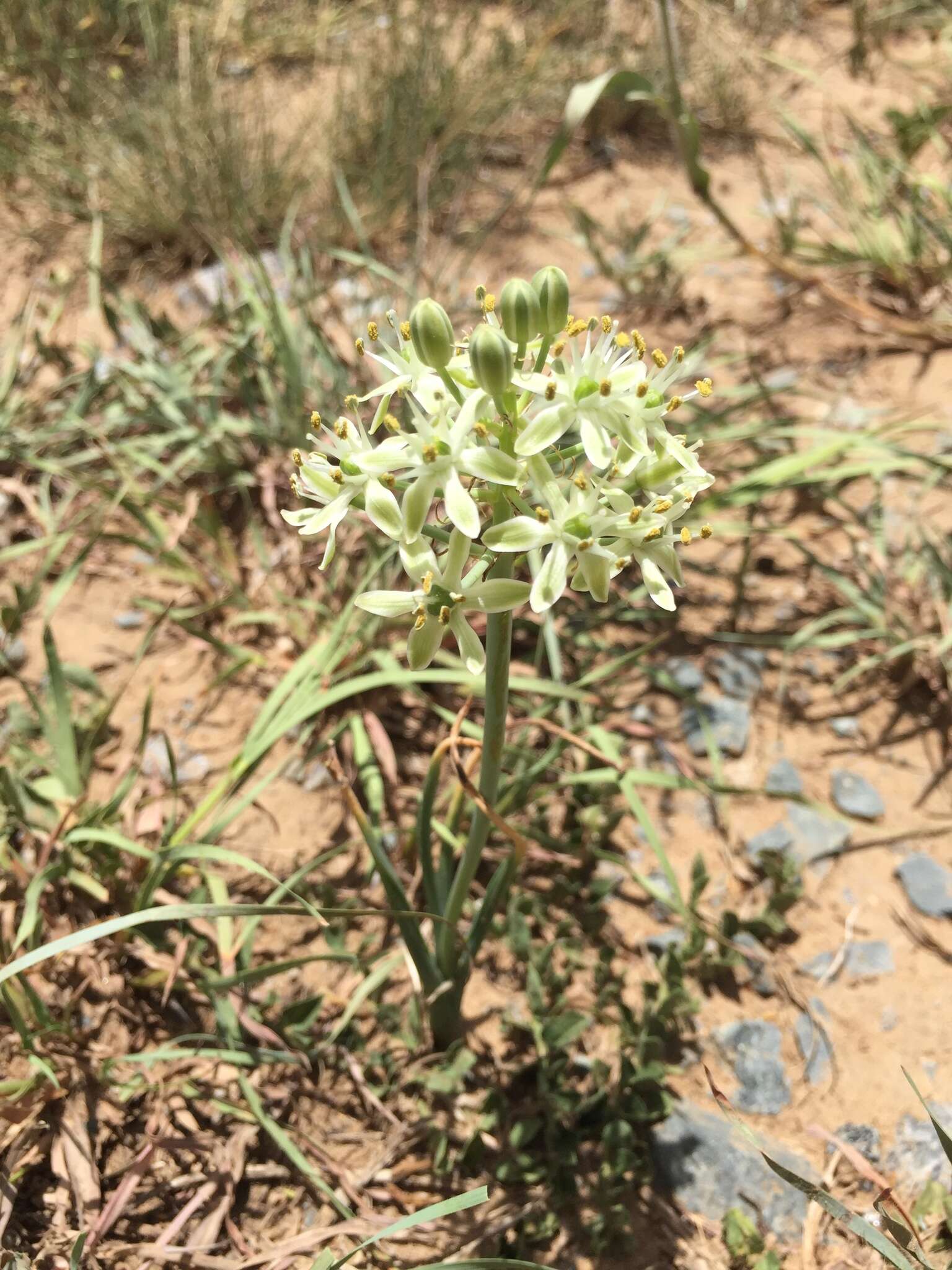 Image of Albuca prasina (Ker Gawl.) J. C. Manning & Goldblatt