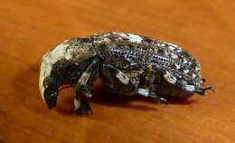 Image of Marbled Fungus Weevil