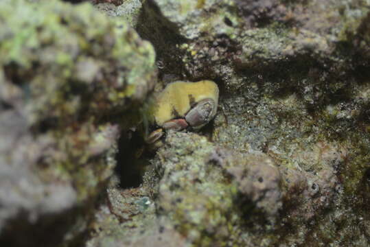 Image of Burrow's chiton