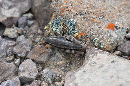 Слика од Buckellacris chilcotinae (Hebard 1922)