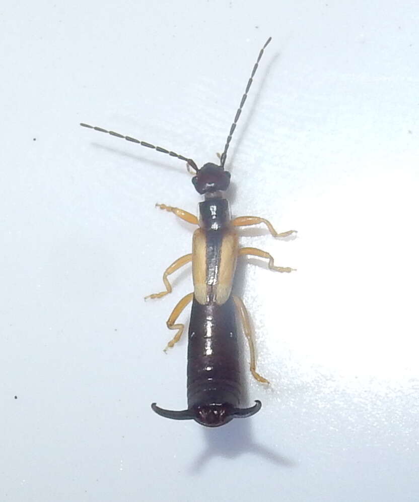 Image of Lined Earwig