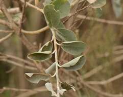 Stirtonanthus taylorianus (L. Bolus) B.-E. van Wyk & A. L. Schutte的圖片