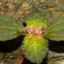 Image de Pilea pubescens Liebm.