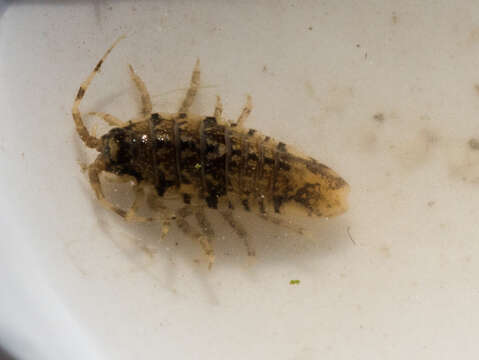 Image of Isopod