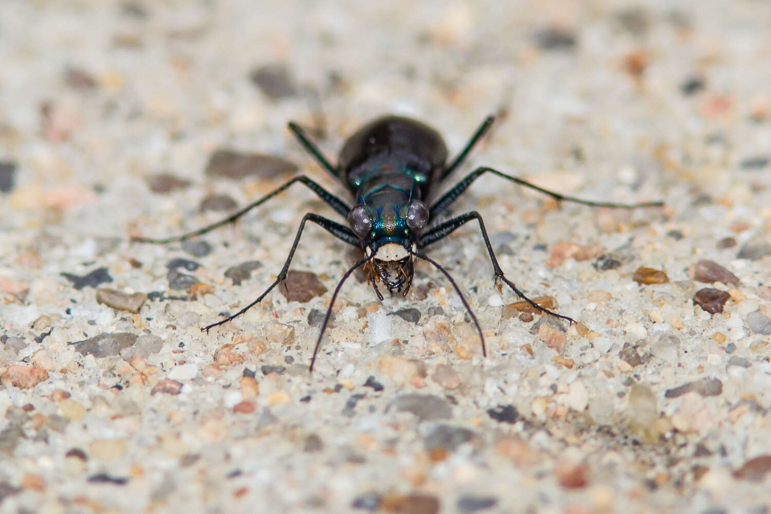 Image of Cicindela (Cicindelidia) politula Le Conte 1875