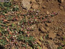 Image of Polygonum cedrorum Boiss. & Ky. ex Boiss.