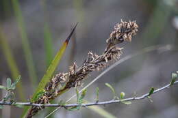 Image of Lepidosperma viscidum R. Br.