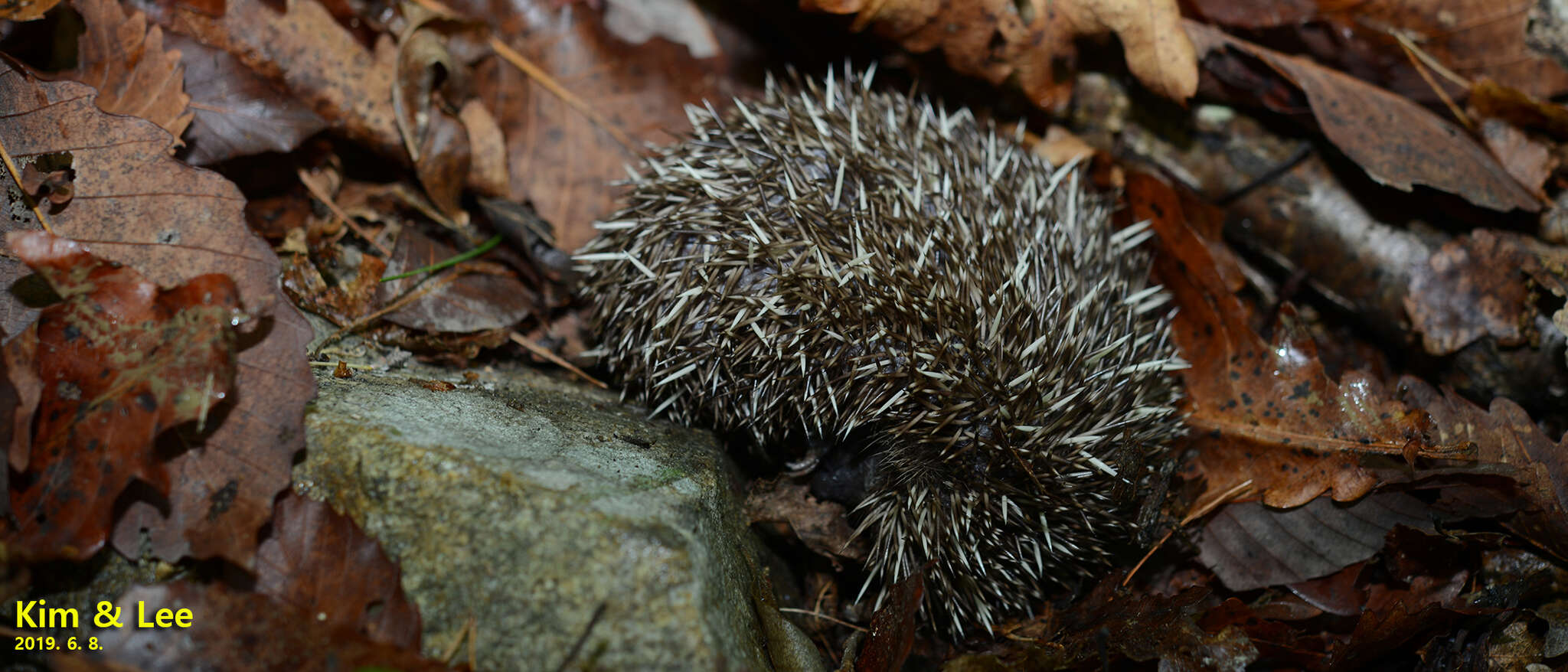 Imagem de Erinaceus amurensis Schrenk 1859