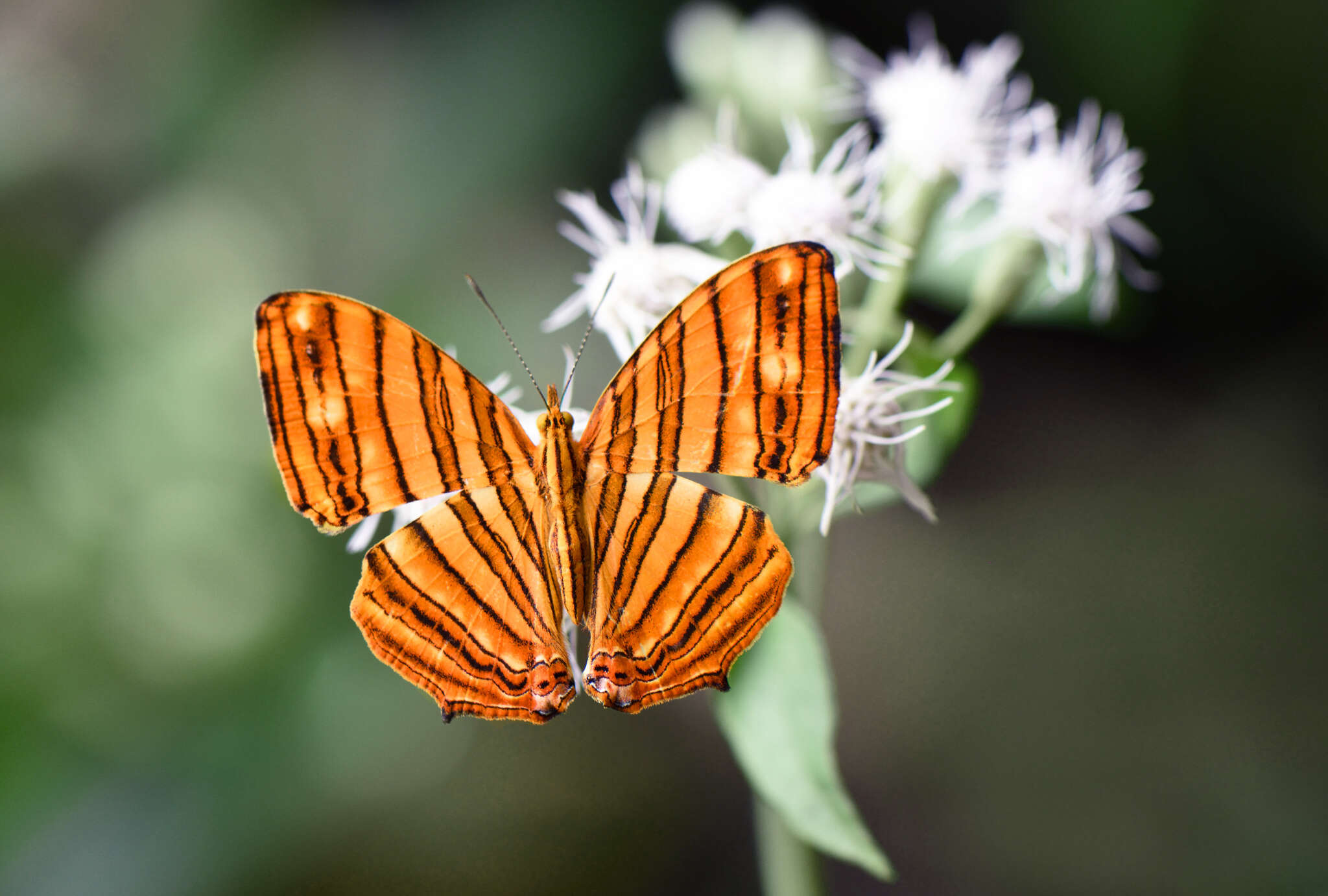 Imagem de Chersonesia risa Doubleday (1848)