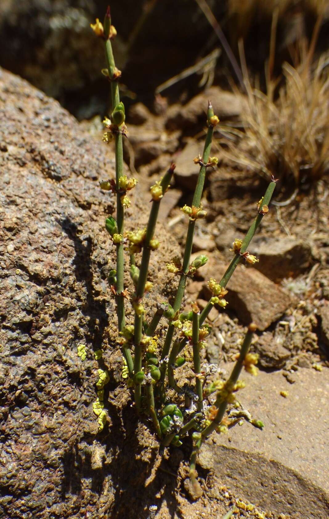 صورة Ephedra breana Phil.