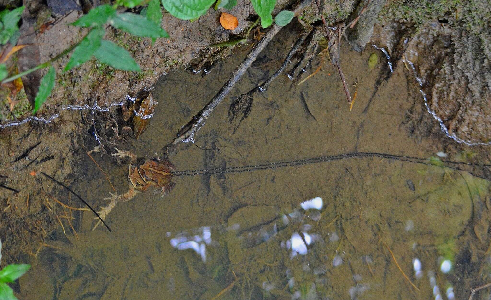 Rhinella henseli (Lutz 1934) resmi