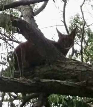 Image of Caracal caracal caracal (Schreber 1776)