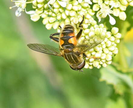 Слика од Mesembrius peregrinus (Loew 1846)