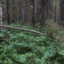 Image of Ligularia sibirica subsp. lydiae (Minderova) N. N. Tzvel.