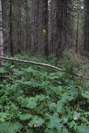 Image de Ligularia sibirica subsp. lydiae (Minderova) N. N. Tzvel.