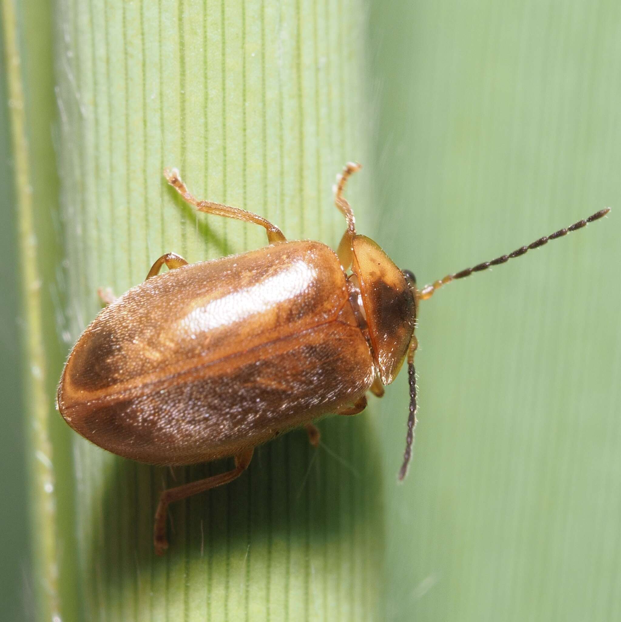 Image of Microcara testacea (Linnaeus 1767)