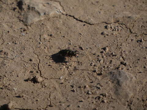 Image of Cicindela (Cicindela) maroccana Fabricius 1801