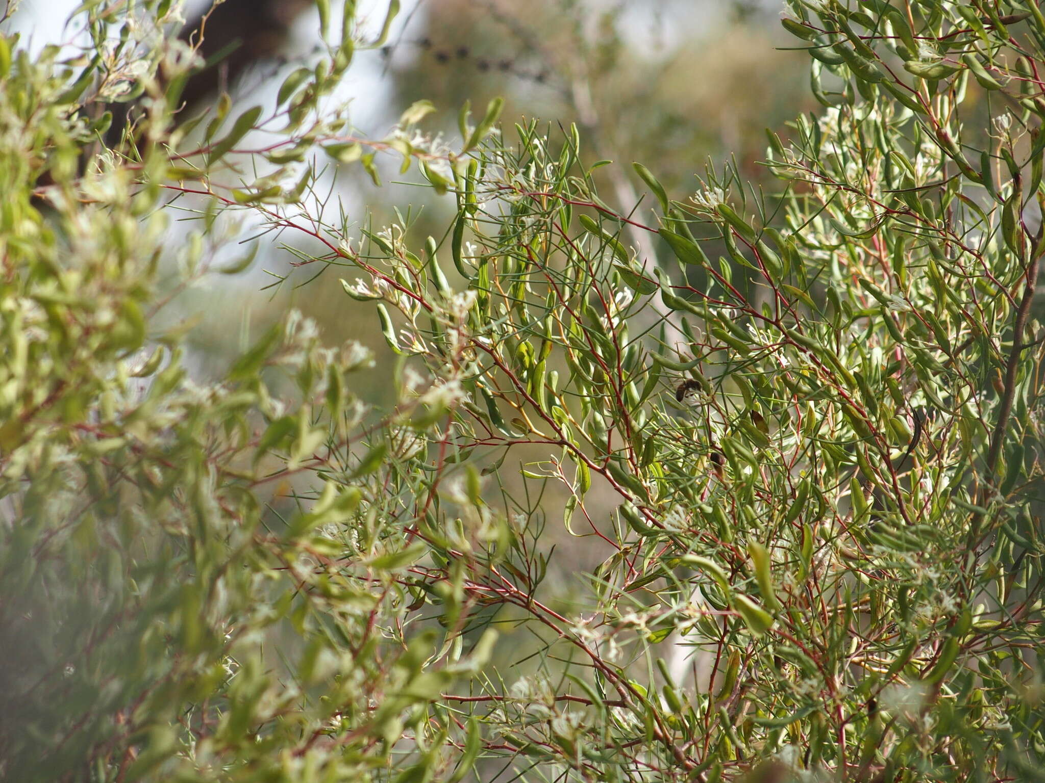 Image de Hakea trifurcata (Sm.) R. Br.