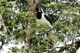 Image of White-tailed Jay