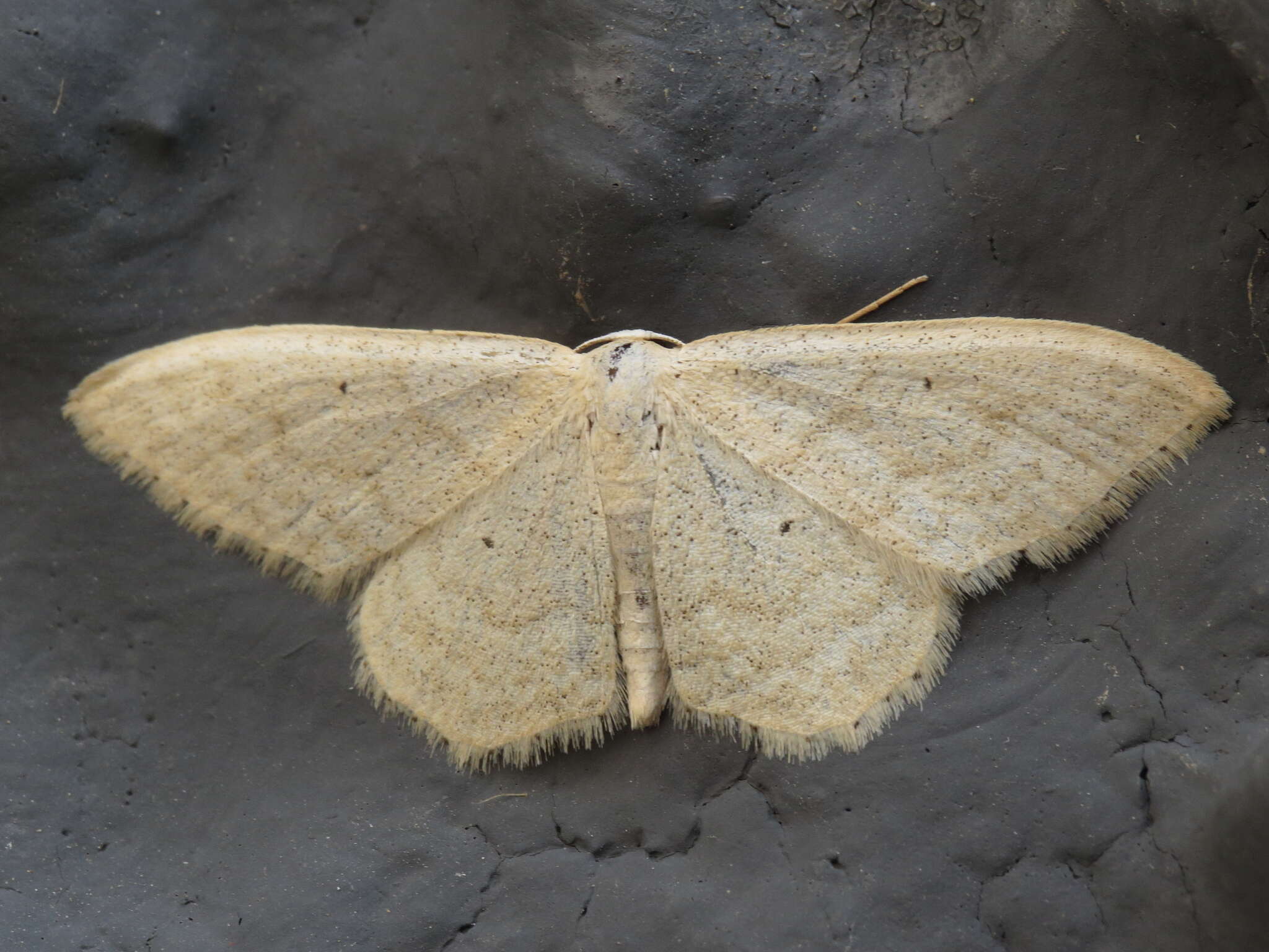 Image de Idaea litigiosaria Boisduval 1840