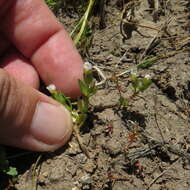 Image de Gratiola ebracteata Benth. ex A. DC.