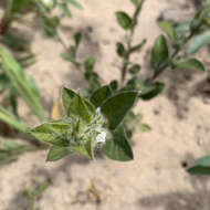 Image of Seddera suffruticosa var. hirsutissima Hall. fil.