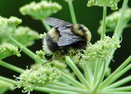 Image of <i>Bombus mckayi</i> Ashmead