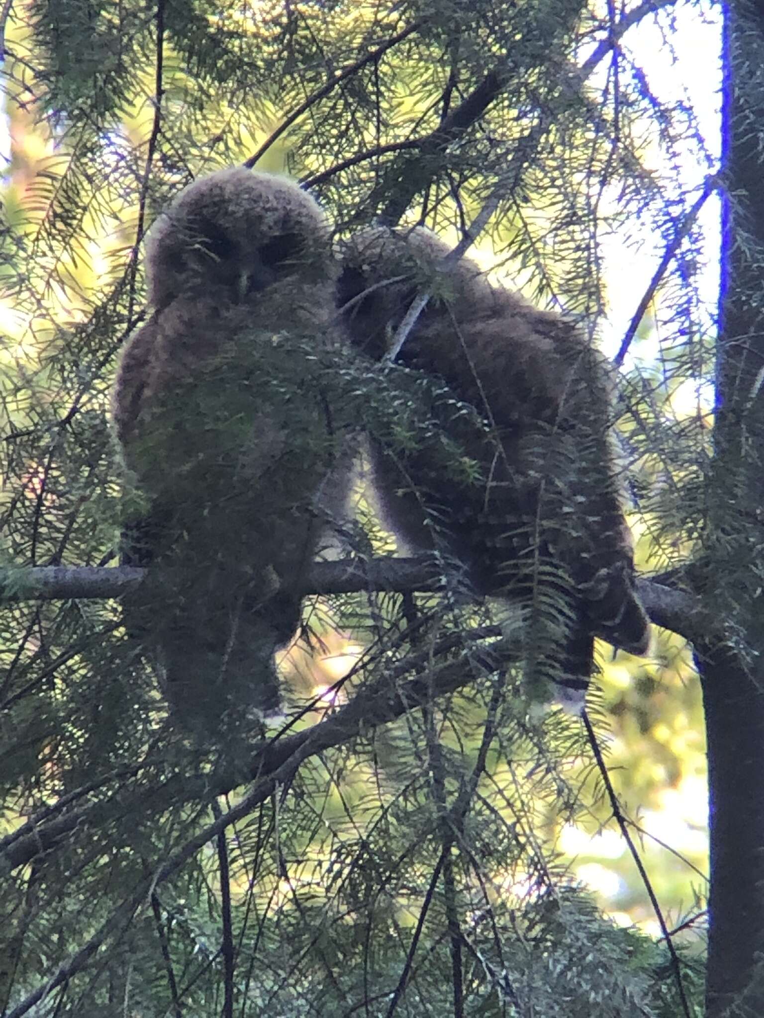 Image of California Spotted Owl