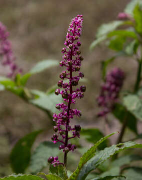 Image of Phytolacca thyrsiflora Fenzl ex J. A. Schmidt