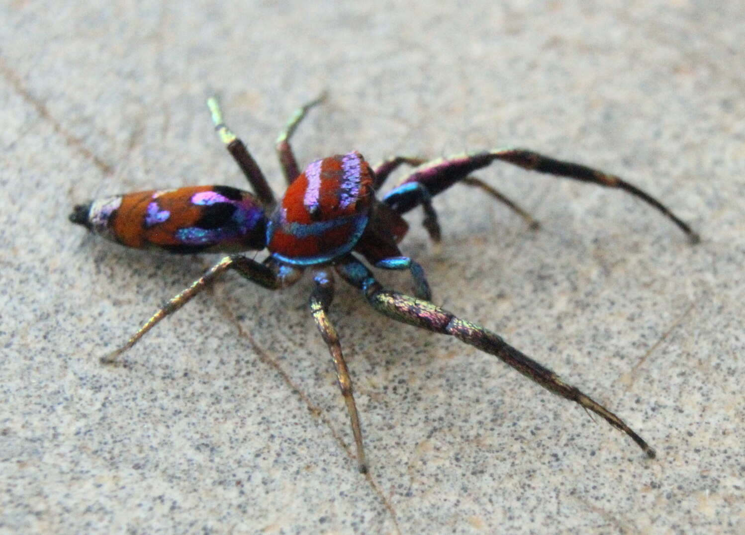 Image of Chrysilla volupe (Karsch 1879)