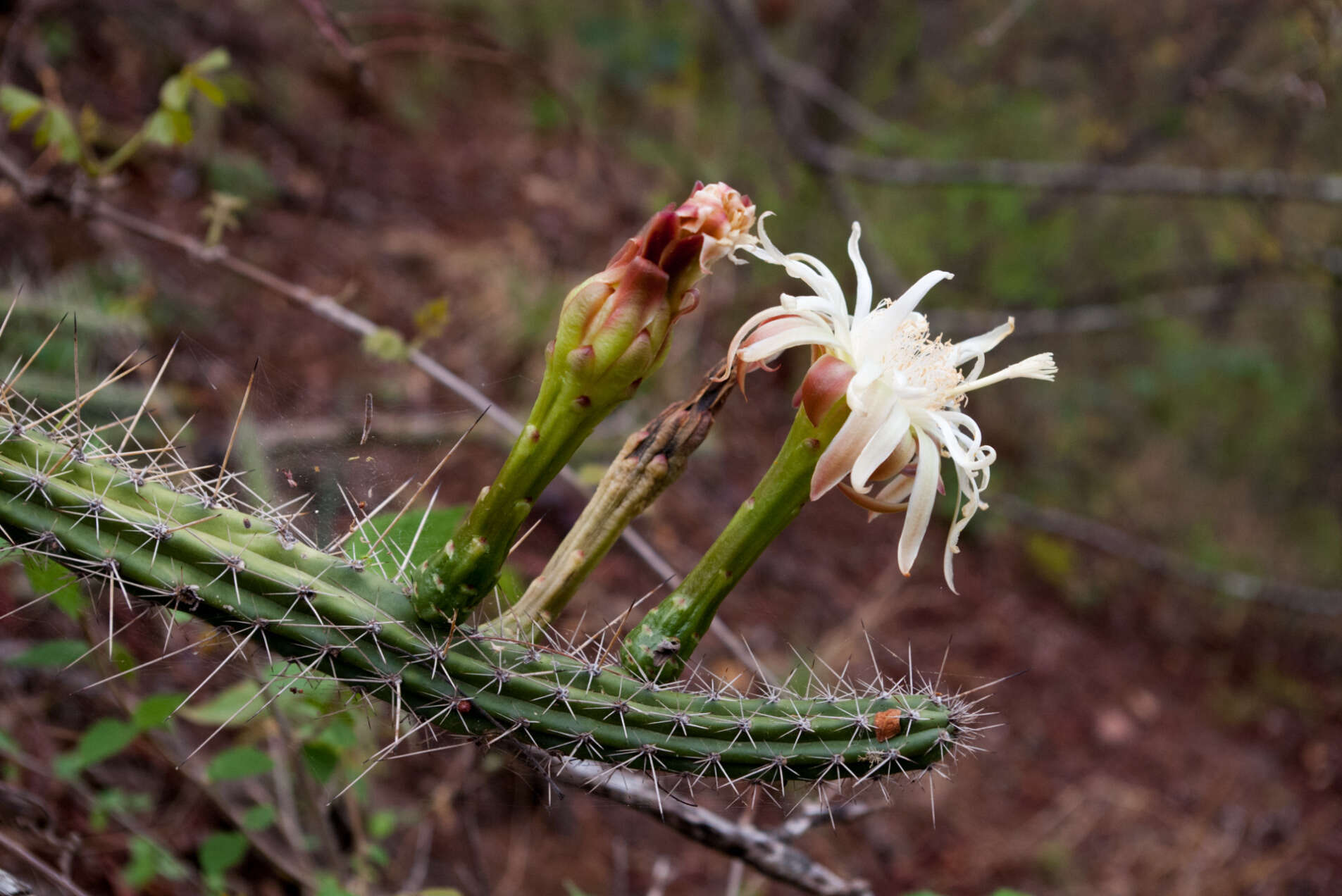 صورة Praecereus euchlorus (F. A. C. Weber ex K. Schum.) N. P. Taylor