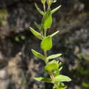 Image of Micromeria croatica (Pers.) Schott
