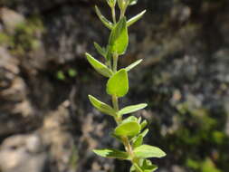 Micromeria croatica (Pers.) Schott的圖片