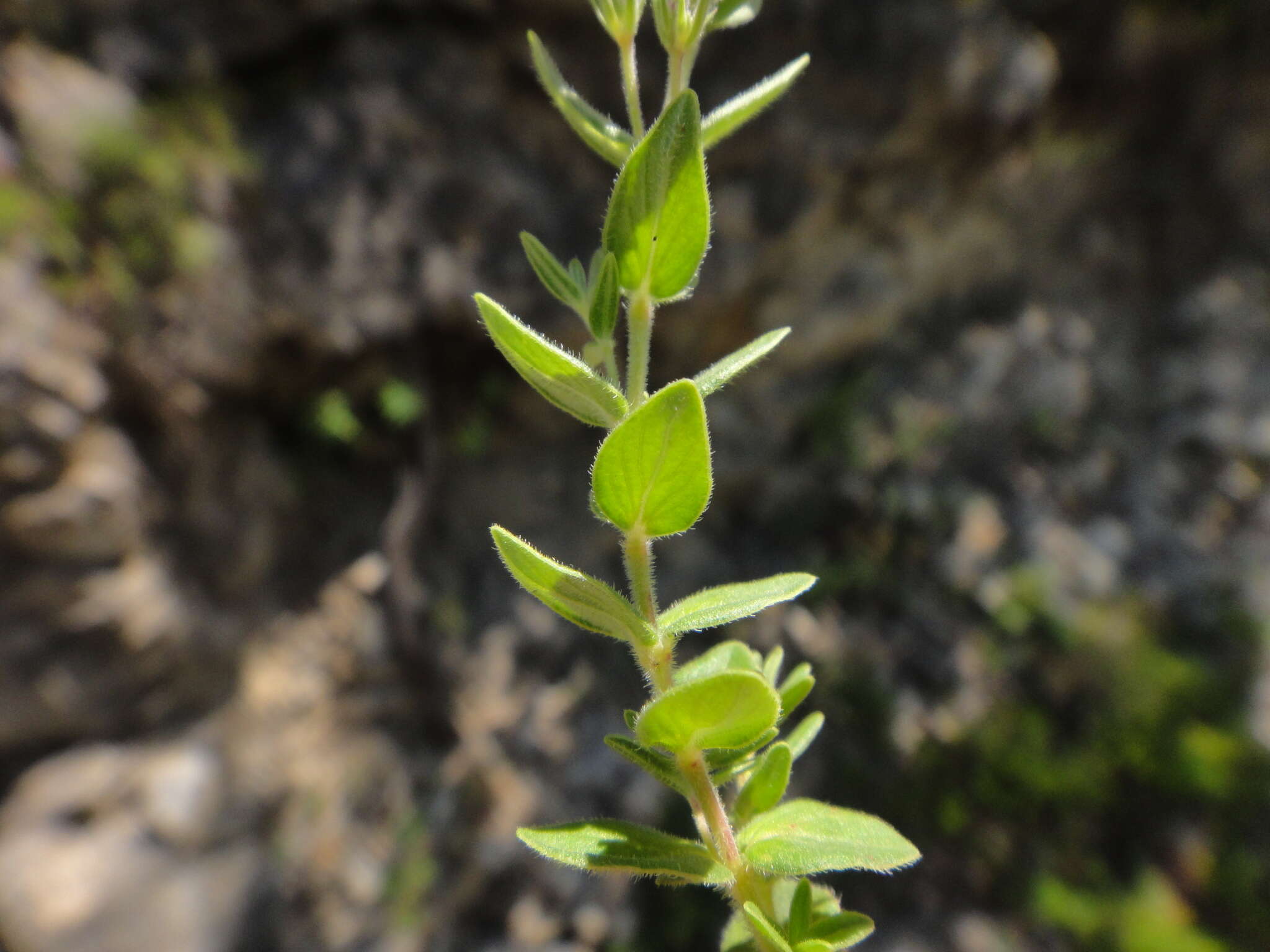 Image of Micromeria croatica (Pers.) Schott