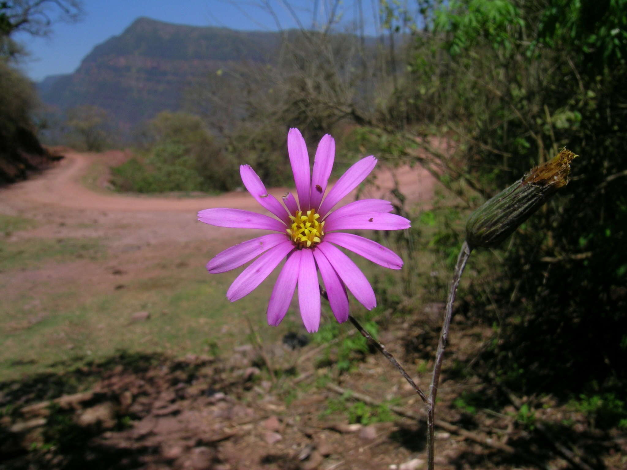 Image of Onoseris alata Rusby