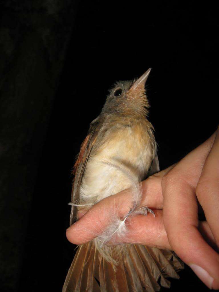 Philentoma pyrhoptera (Temminck 1836)的圖片