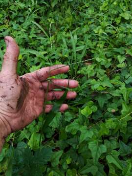 Image of rustyseed paspalum