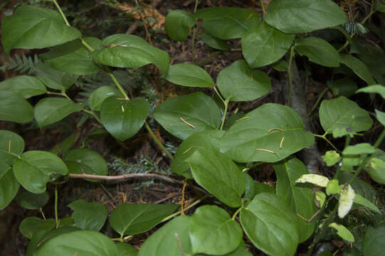 Image of salal