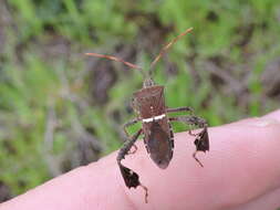 Image de Leptoglossus phyllopus (Linnaeus 1767)