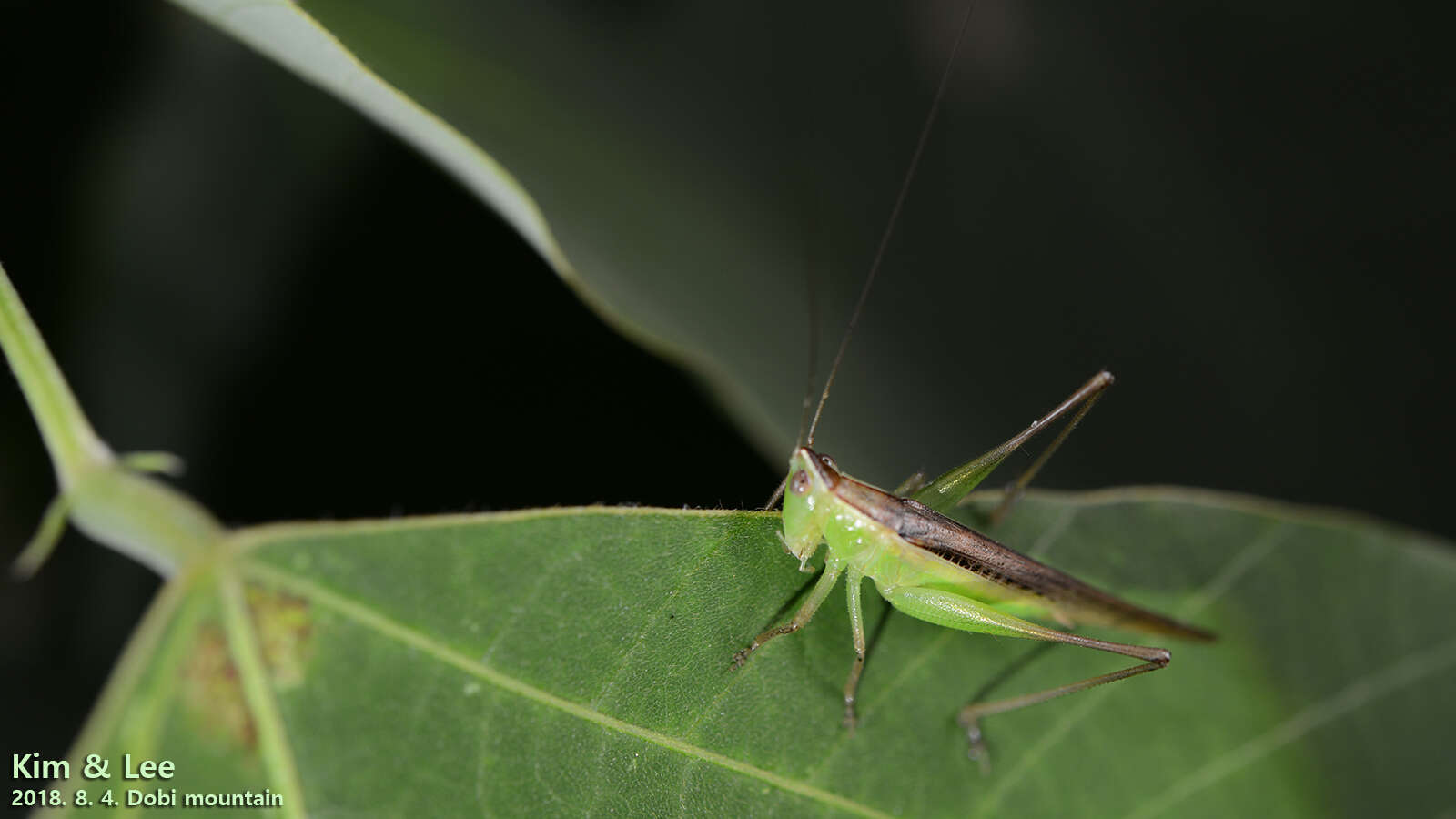 صورة Conocephalus (Anisoptera) maculatus (Le Guillou 1841)