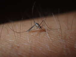 Image of Mosquito