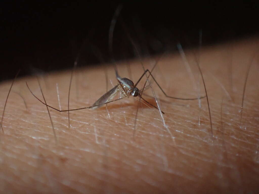 Image of Mosquito