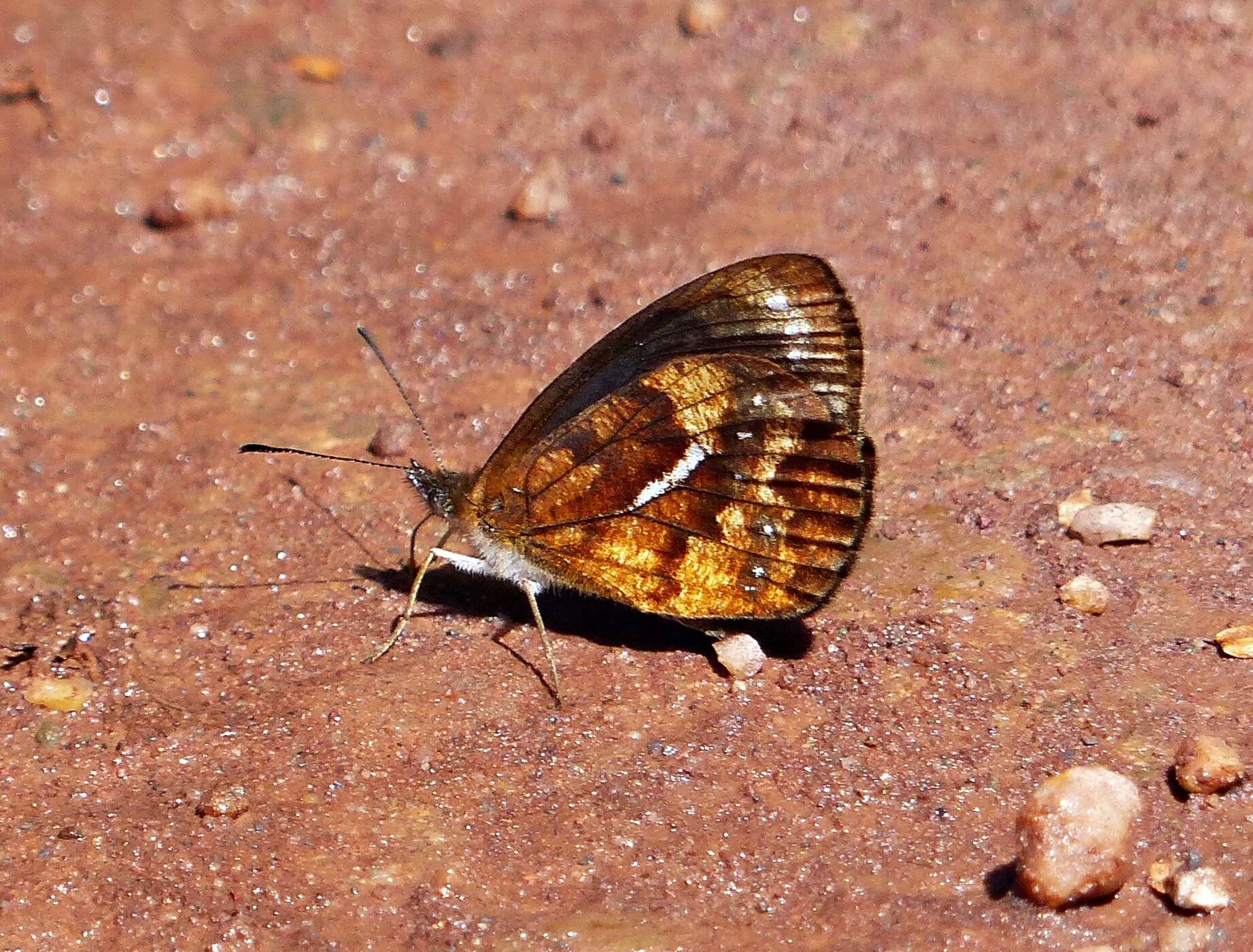 Image of Lymanopoda ferruginosa Butler 1868