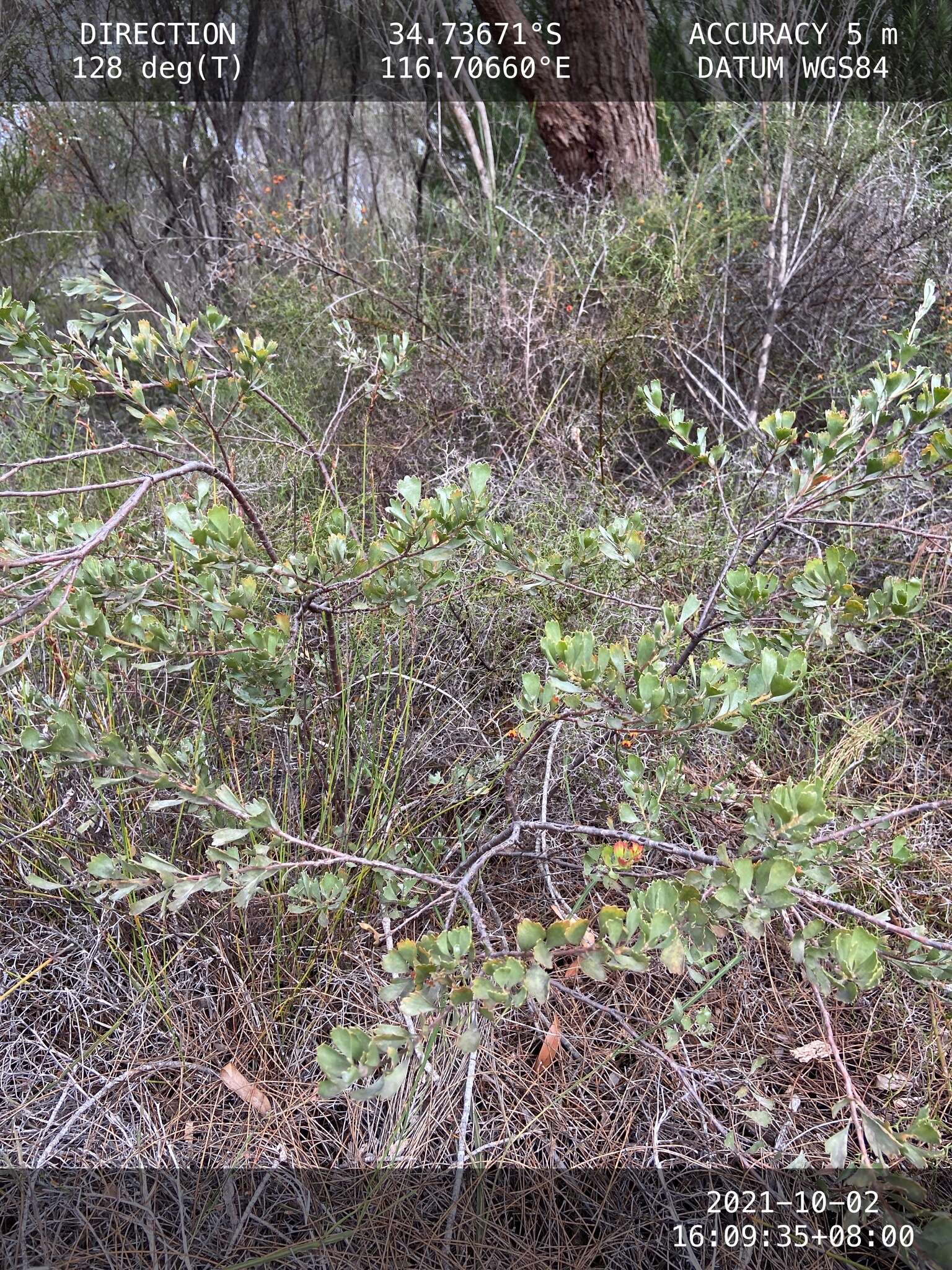 Imagem de Adenanthos cuneatus Labill.