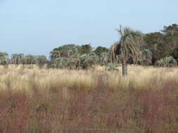 Plancia ëd Andropogon lateralis Nees